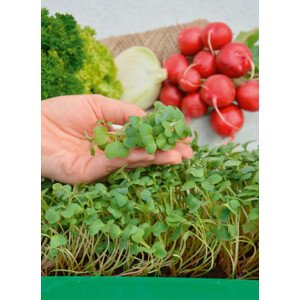 Garden Seed Mikrozelenina – Ředkvička 1ks